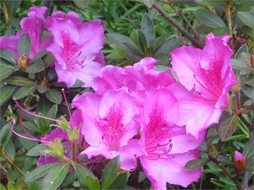 Otras flores de intenso rosa