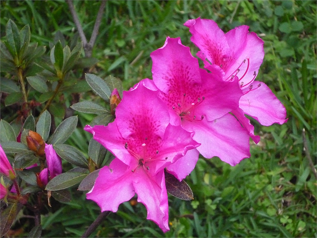 Flores de intenso rosa