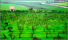 Vol en globus per terres de Lleida (De Cervera a Agramunt)