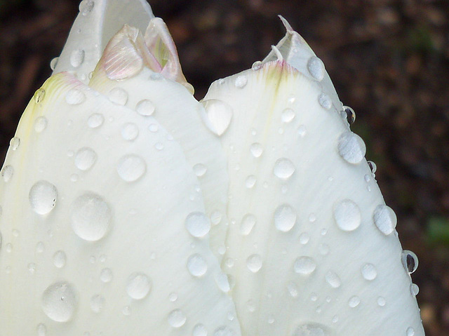 The beauty of the raindrops on tulip