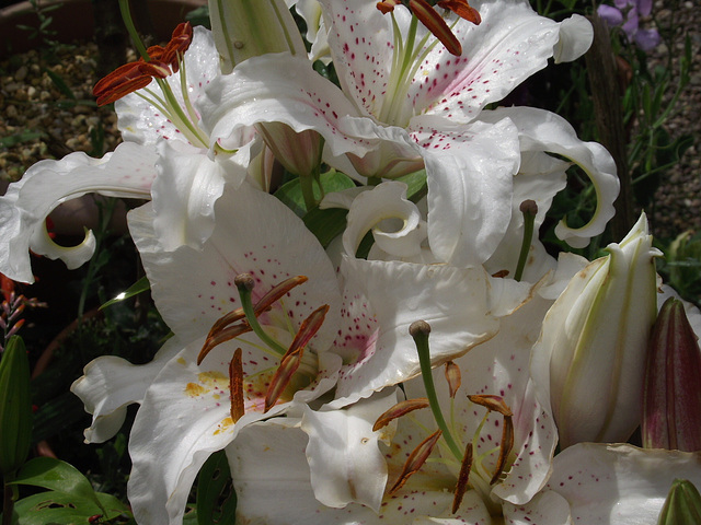 The beautiful white lily