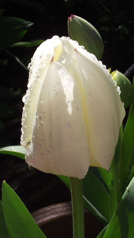The elegance of a white tulip