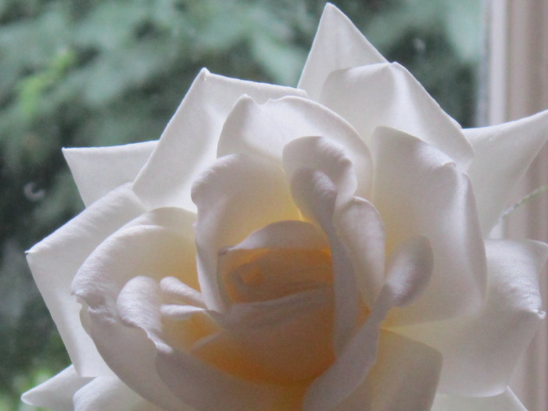 Elegant white rose