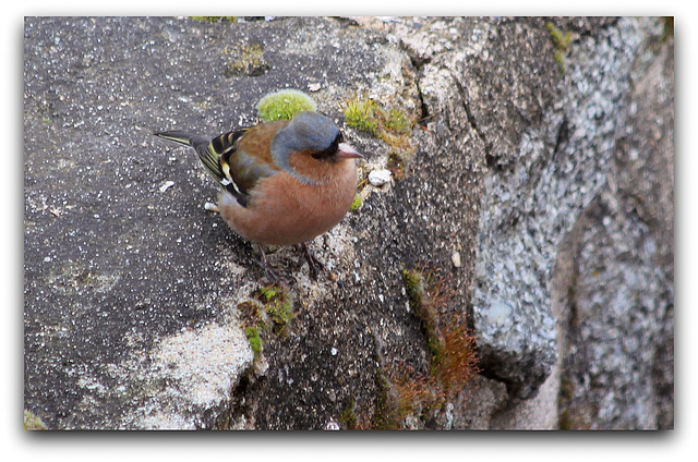 Pinson des arbres