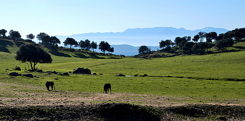 Reserva natural de toros bravos