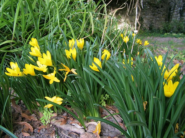 Aux premières jonquilles♫♪♫