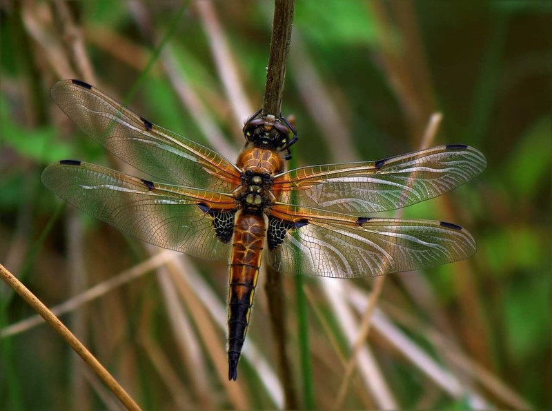 Vierflecklibelle