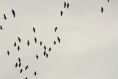 vol des grues,je n'ai pas pu mieux faire