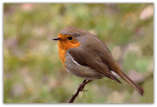 Erithacus rubecula - Retouche