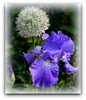 Iris bleu