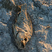 Tilapia At The New Mud Volcanoes (8484)