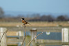 Stonechat