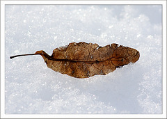 Ein Lindenblatt im Schnee...