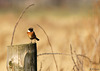 Stonechat