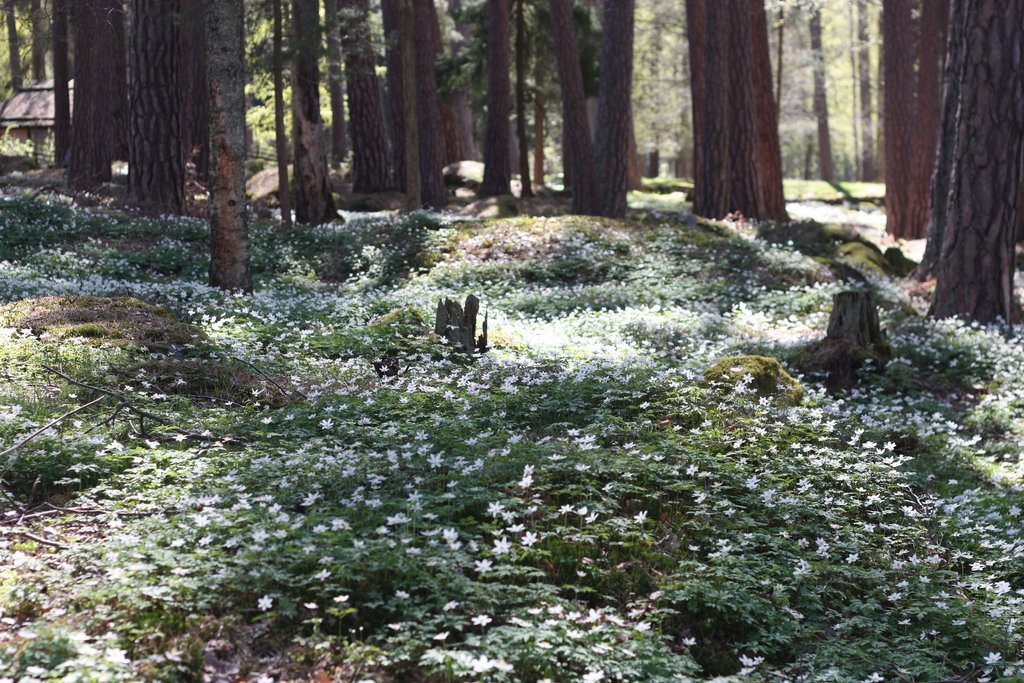 Sea of flowers