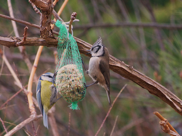 ...mésange huppée...