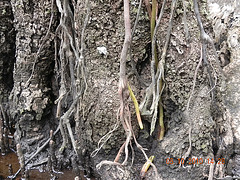 DSCN2524 DSCN2524
