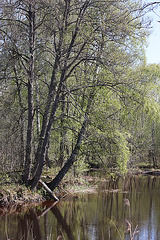 Swedisch Spring