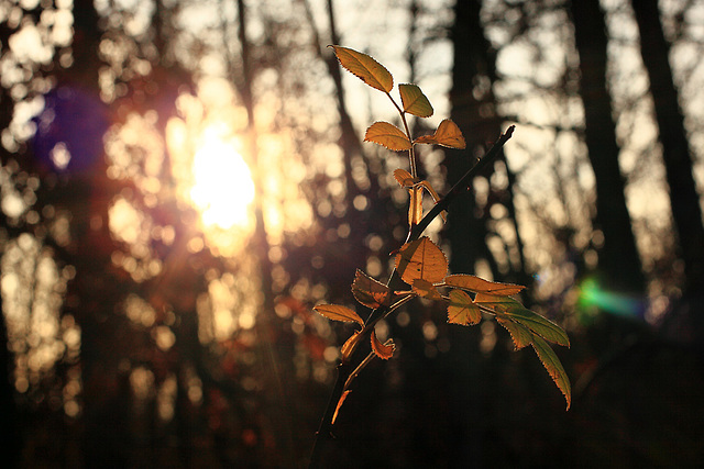 A Twig In Light