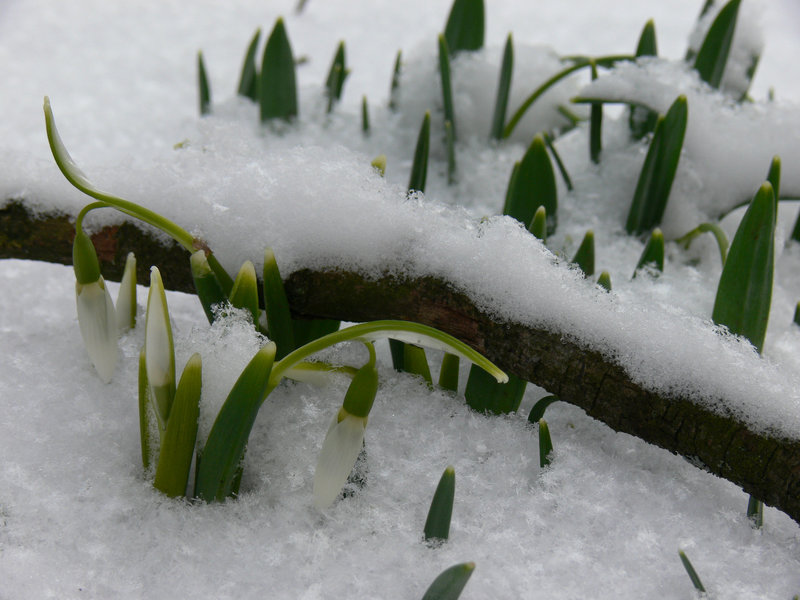 Schnee und Schneeglöckchen