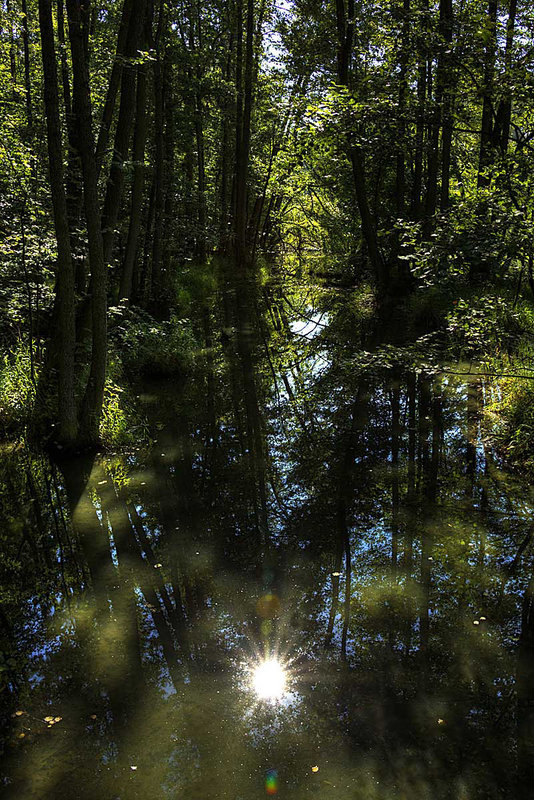 Sun,Trees & Water