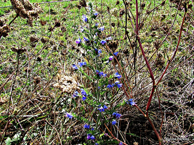 Blue Weed