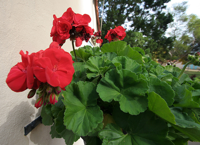 Geranium in Balboa Park (8397)