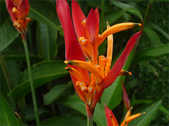 Flores aves del paraíso