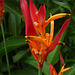 Flores aves del paraíso