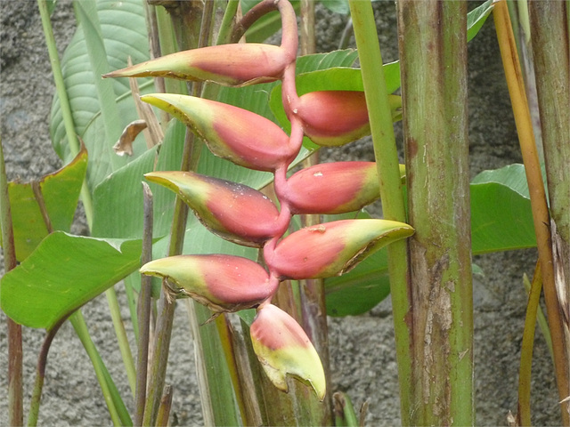 orquideas