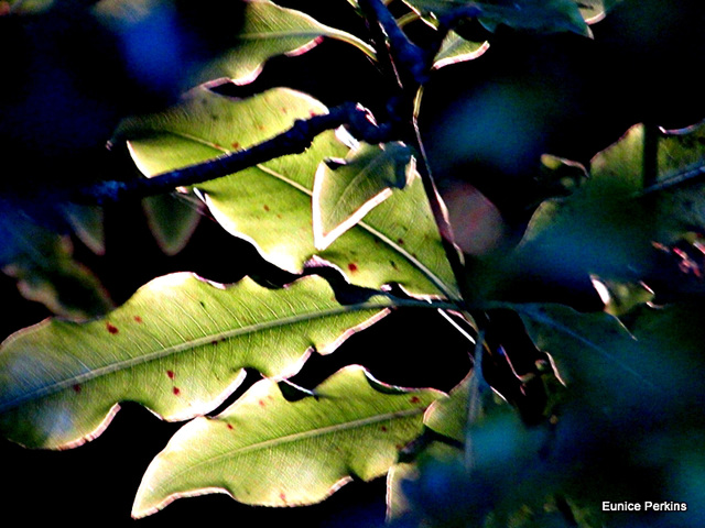 Leaves Light Edged