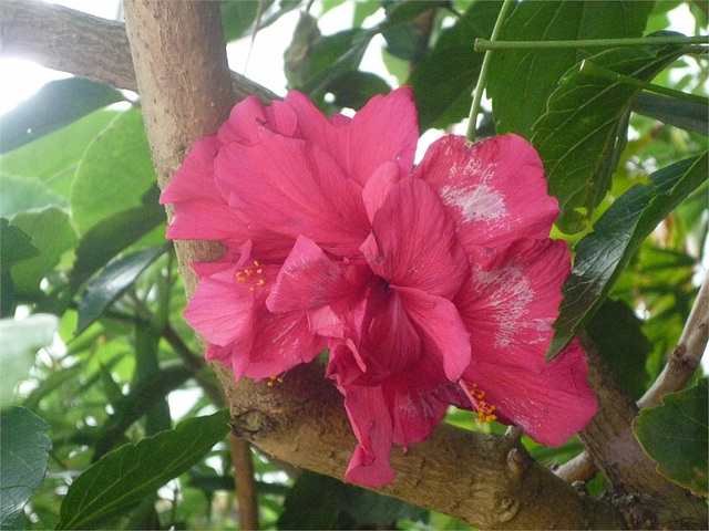 Flor roja sobre la rama