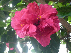 Flor roja con varios pétalos