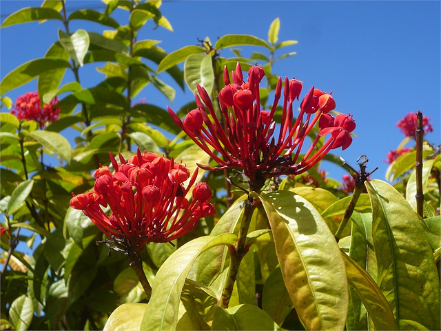 Flores rojas compuestas