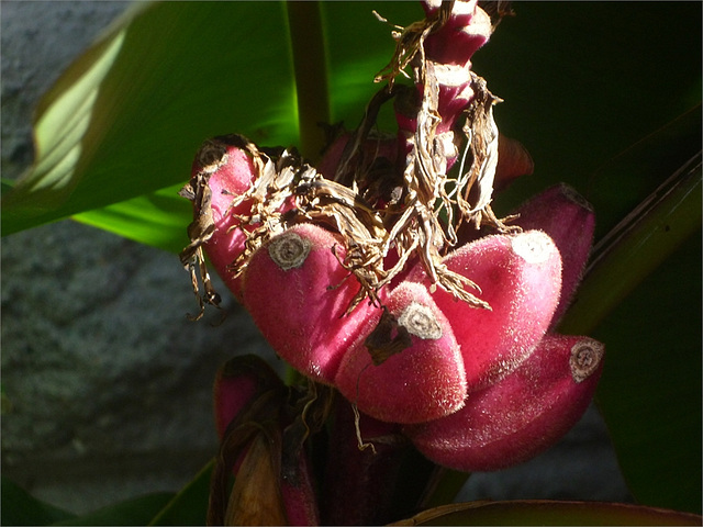 Flores como frutos