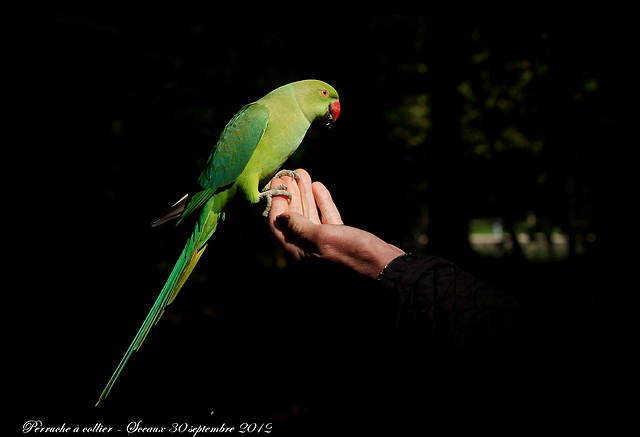 Pérruche à collier DSC4244