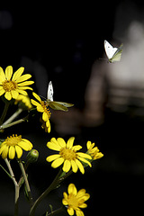 mariposas