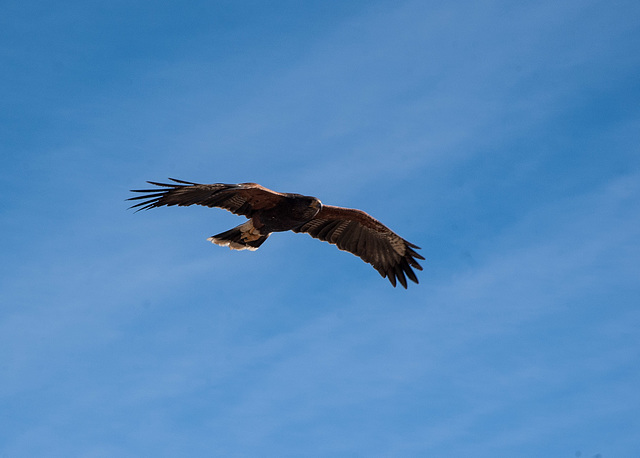 Harris's Hawk