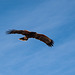 Harris's Hawk