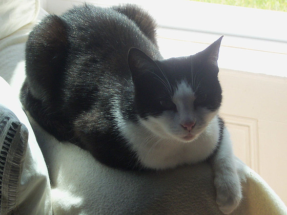 Roxy on his favourite place - back of couch near the window