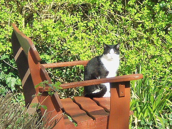 Roxy loved being on the bench in the sun