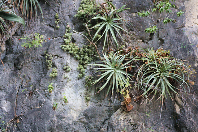 Felsen im Sumidero Nationalpark