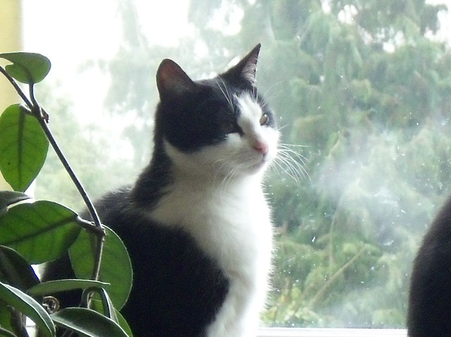 Watching the birdies out the window