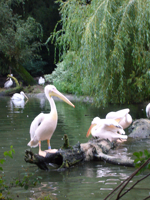 Zoo Augsburg