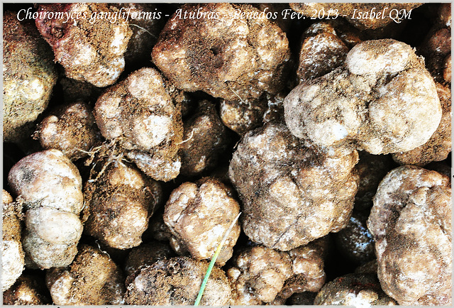 Choiromyces gangliformis - Atubras, Criadillas de tierra,