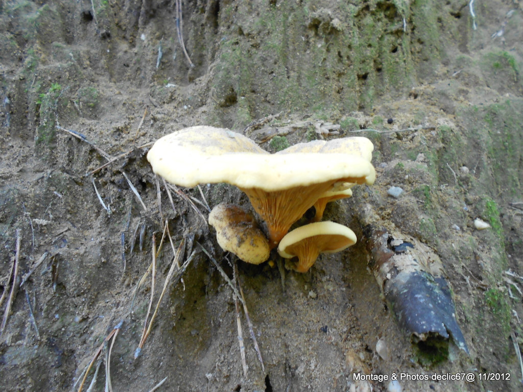 champignons