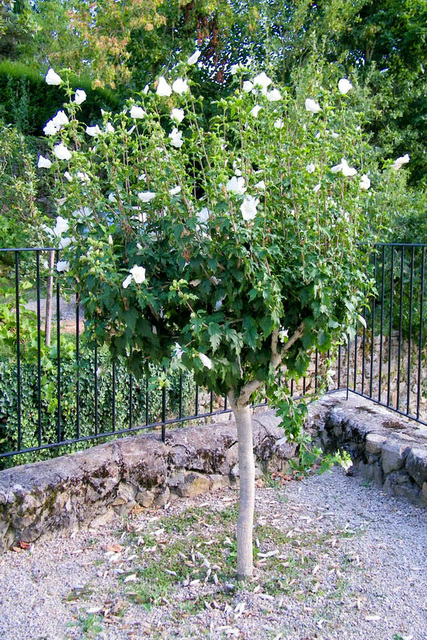 Hibiscus de l'été