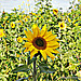 Tounesol (version 1)