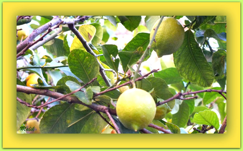 citronnier..du jardin..!