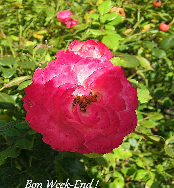 Bon week-end à toutes et à tous !